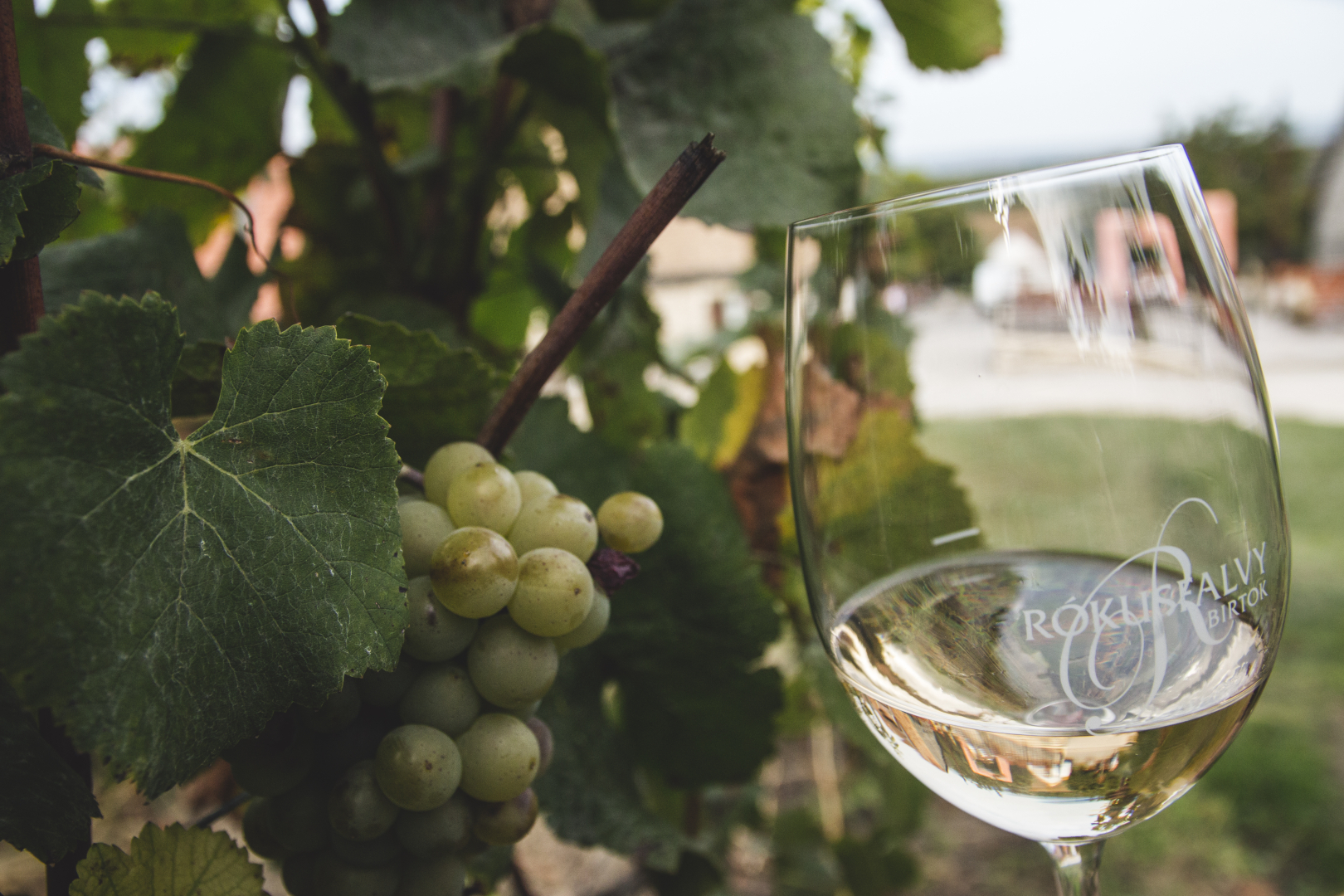Hungary wine tour