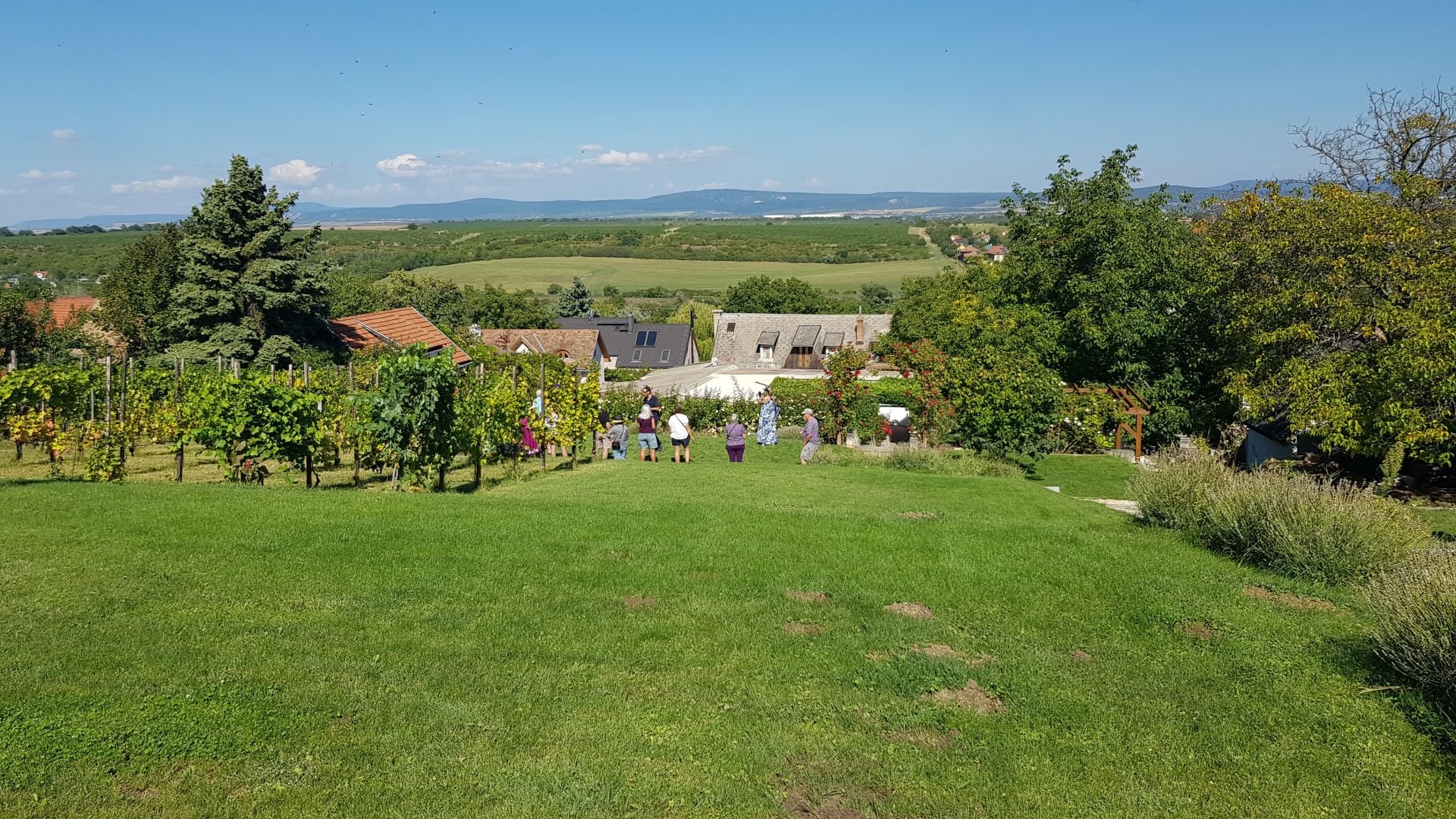 Local Wine Experience