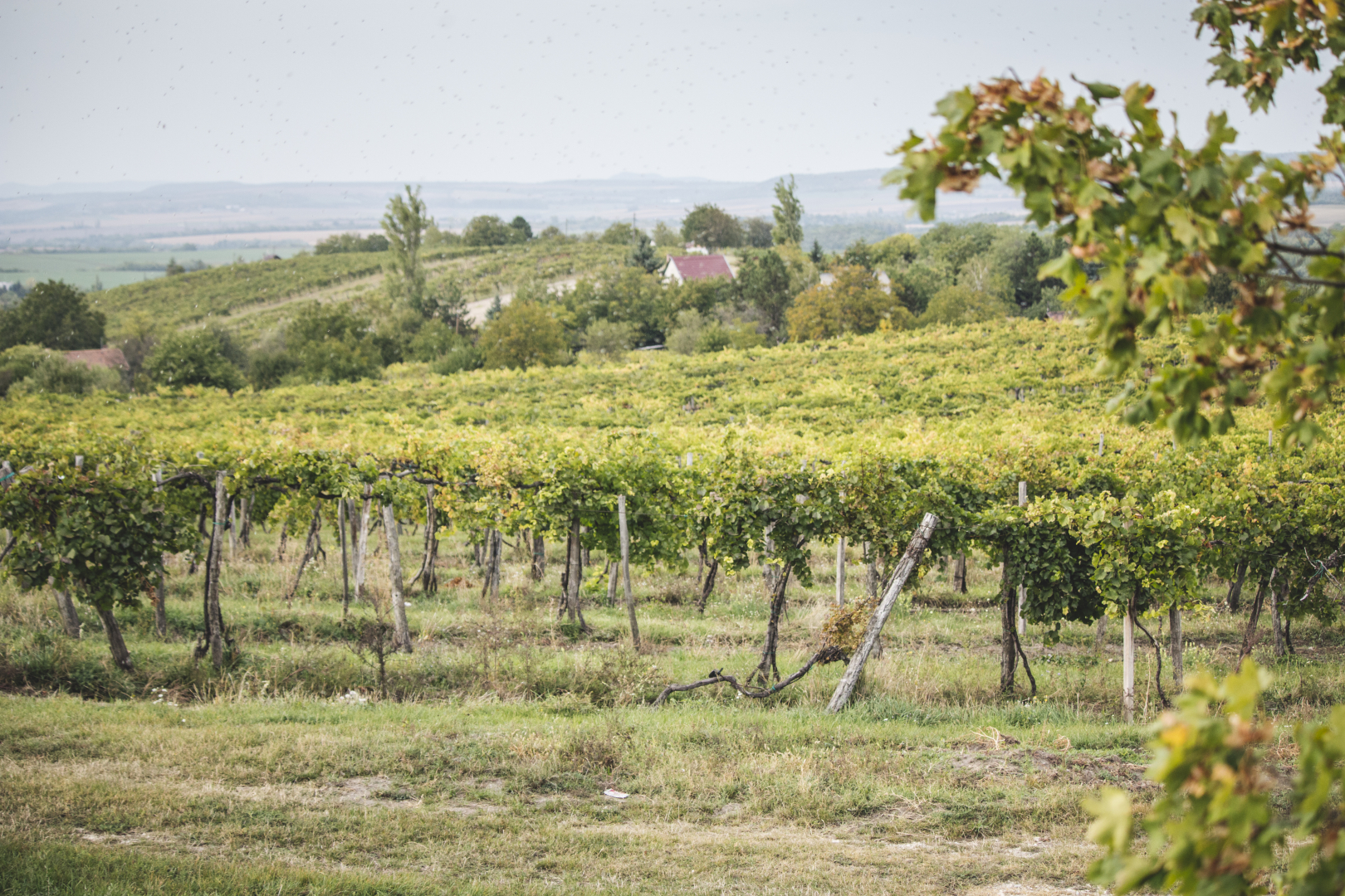 Etyek Wine region
