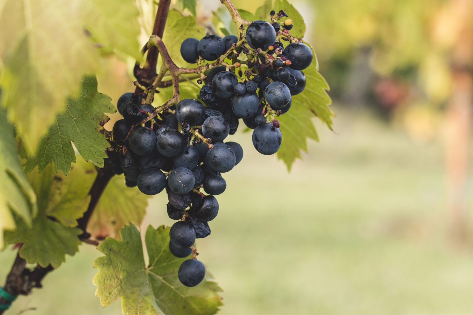 Grapes on the vine in Etyek