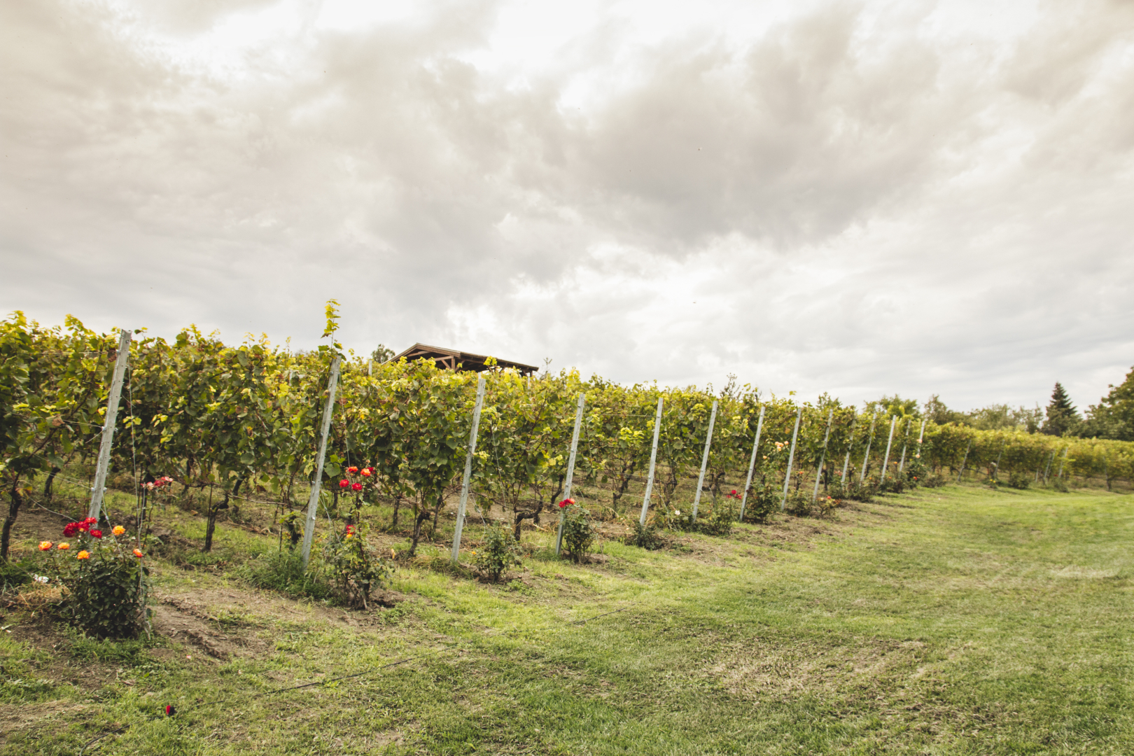Etyek vineyard landscape